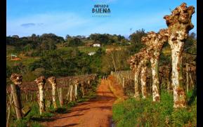 202-3-vinhedos-original.jpg