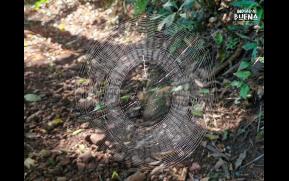 341-1-trilha-original.jpg