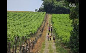 385-4-entre-videiras-e-pomares-original.jpg