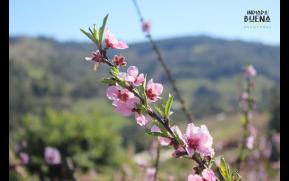 387-7-floracao-original.jpg