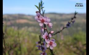 388-8-floracao-original.jpg