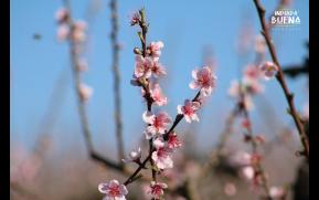 388-flora-pessego-3-original.jpg